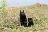 SCHIPPERKE 217